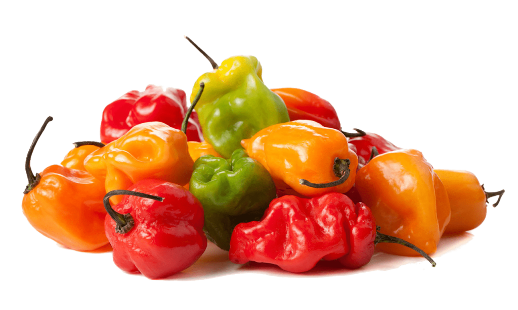 habanero ljute papričice