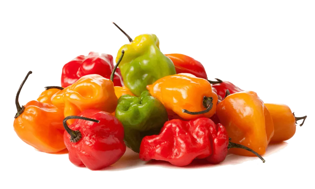 habanero ljute papričice