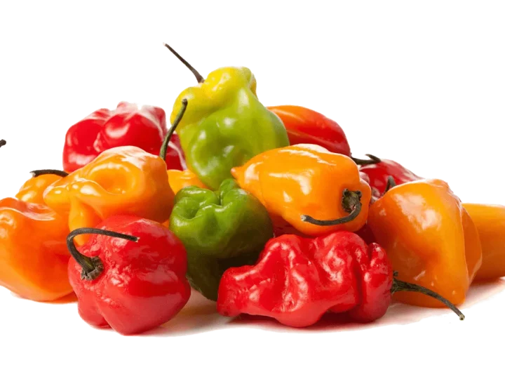 habanero ljute papričice