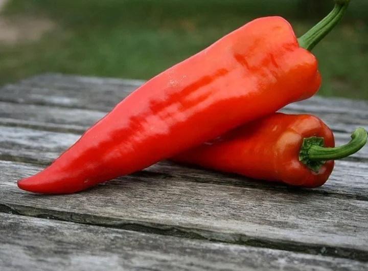 paprika Corno Di Toro Rosso