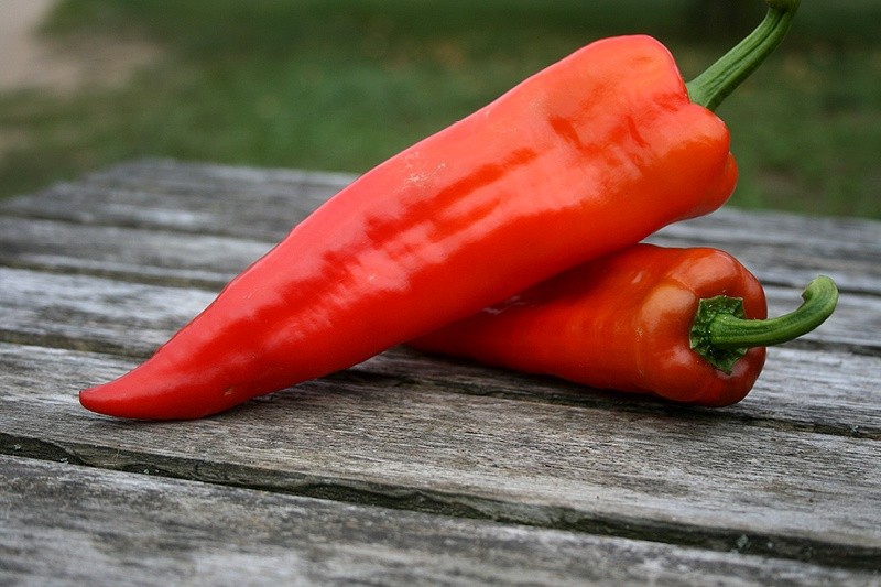 paprika Corno Di Toro Rosso