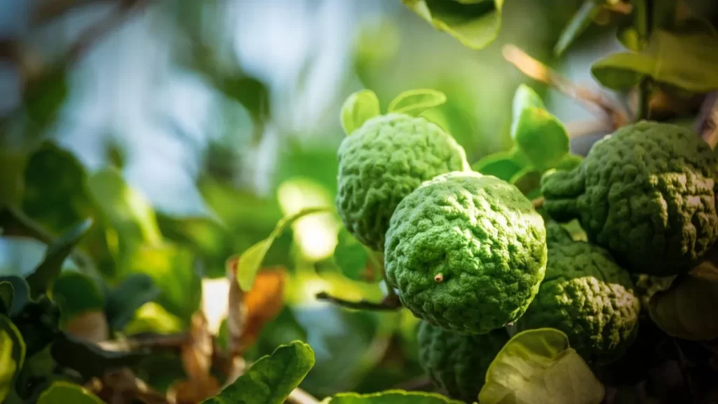 citrusni bergamot za bolje zdravlje