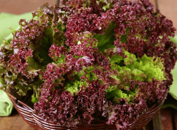 lollo rosso salata