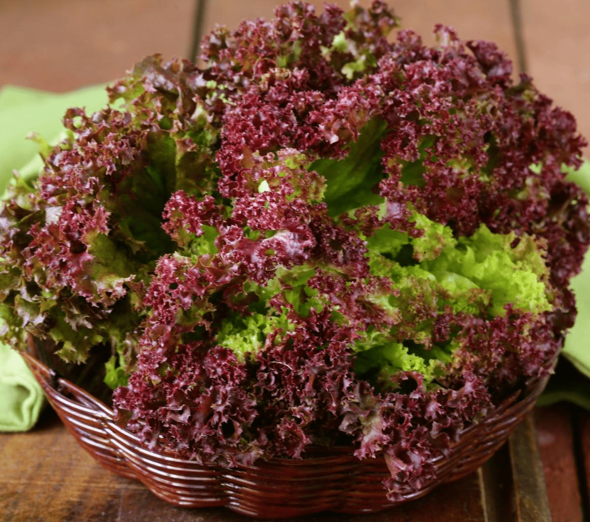 lollo rosso salata