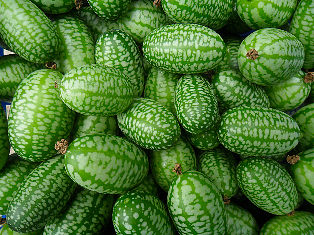 cucamelon biljka