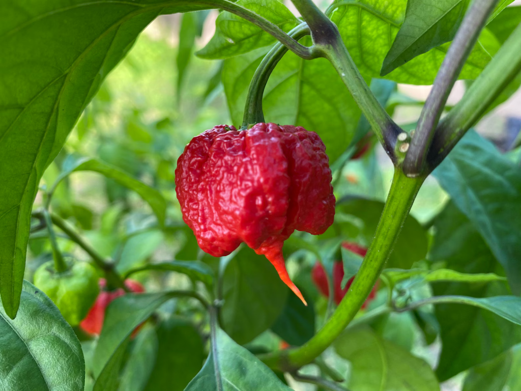 Sve o Carolina Reaper Ljutoj Papričici