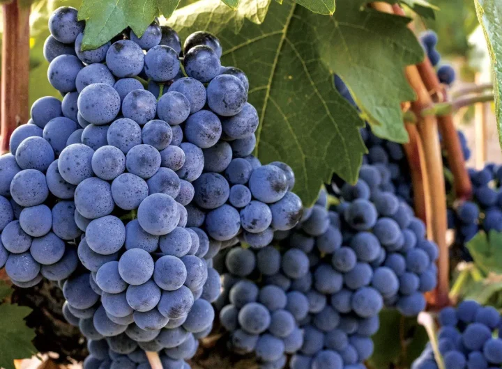 Vodič kroz Grožđe i Njegove Sorte