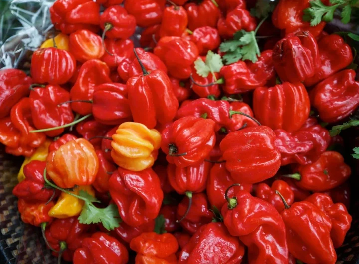 Sve o Scotch Bonnet Ljutim Papričicama