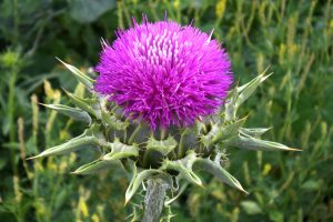 Sikavica (Silybum Marianum) i Njezini Ekstrakti