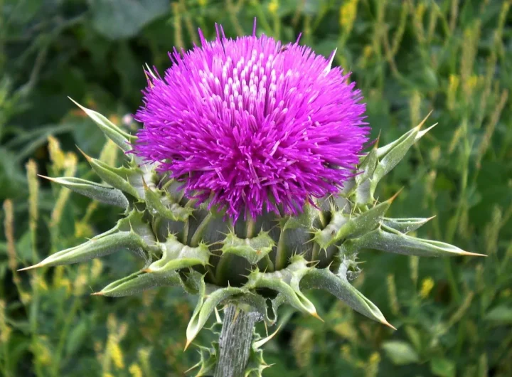 Sikavica (Silybum Marianum) i Njezini Ekstrakti