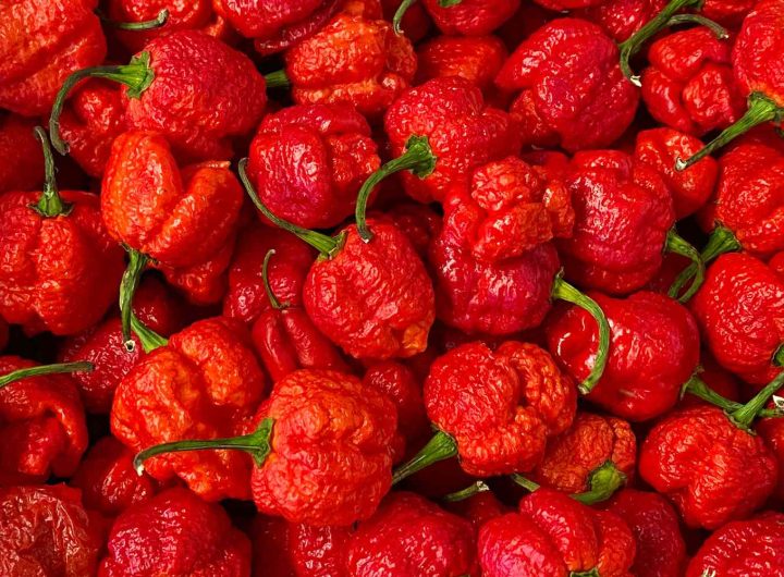Sve o Carolina Reaper Ljutoj Papričici