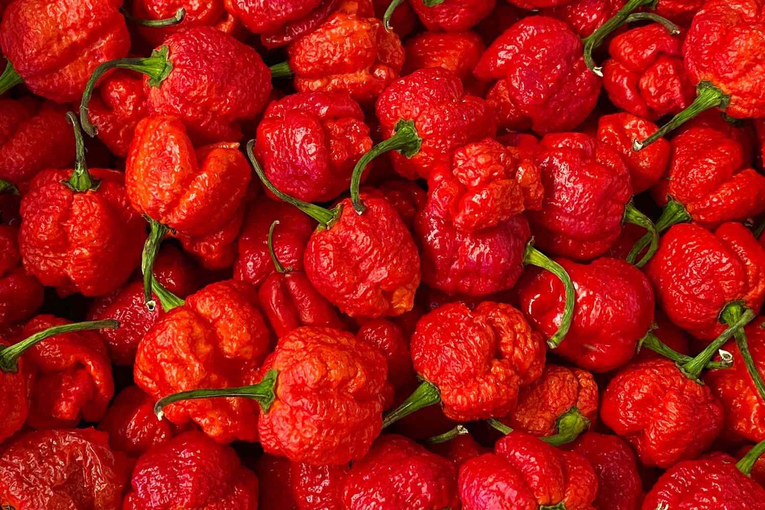 Sve o Carolina Reaper Ljutoj Papričici