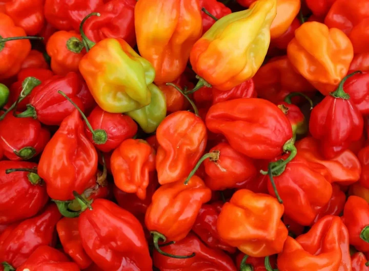 ljute papričice habanero