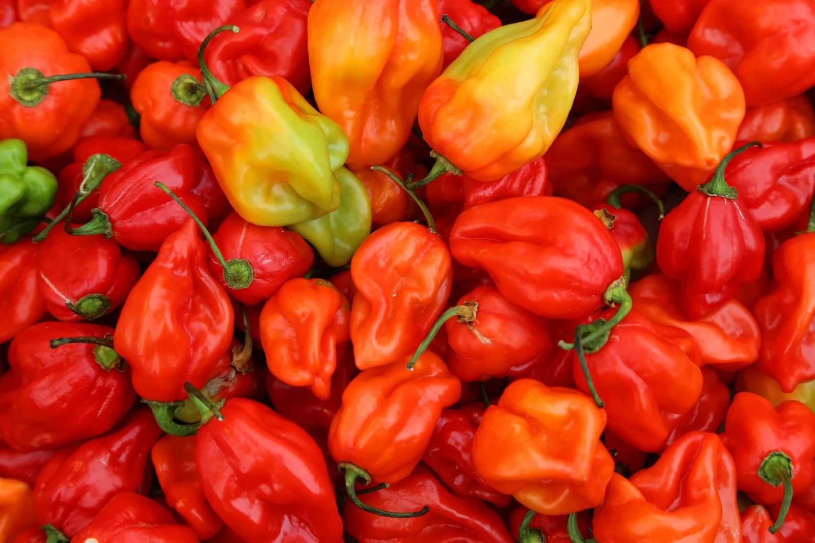 ljute papričice habanero