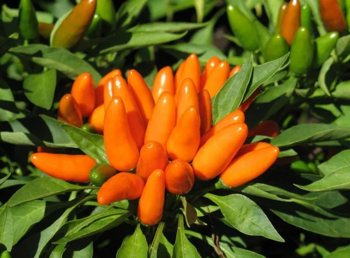 Stromboli Papričice: Vulkan Okusa i Ljutine