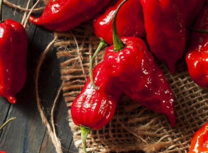 Sve o Bhut Jolokia (Ghost Pepper) Ljutoj Papričici
