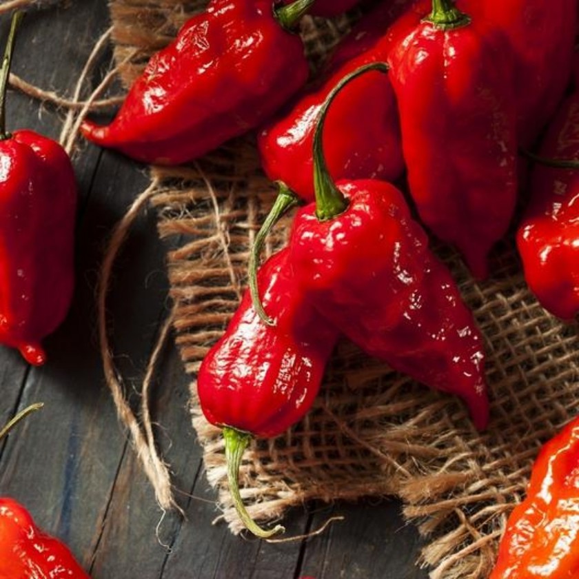 Sve o Bhut Jolokia (Ghost Pepper) Ljutoj Papričici