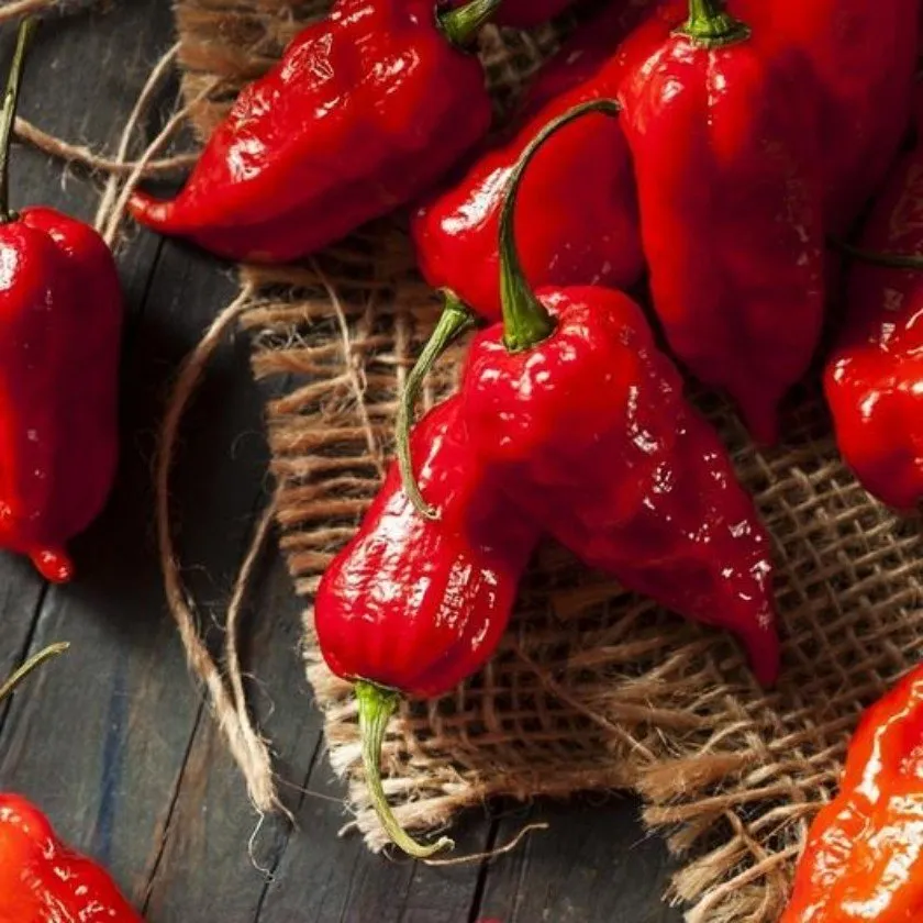 Sve o Bhut Jolokia (Ghost Pepper) Ljutoj Papričici