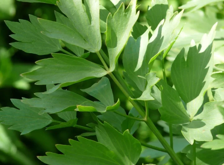 Ljupčac: Povijest i Uporaba u Kuhinjama Europe