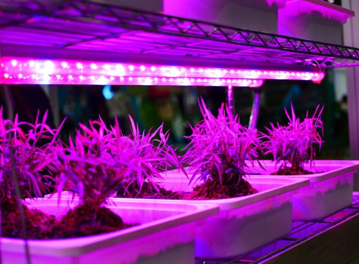 LED Fitolampe za Uzgoj Ljekovitog Bilja i Povrća