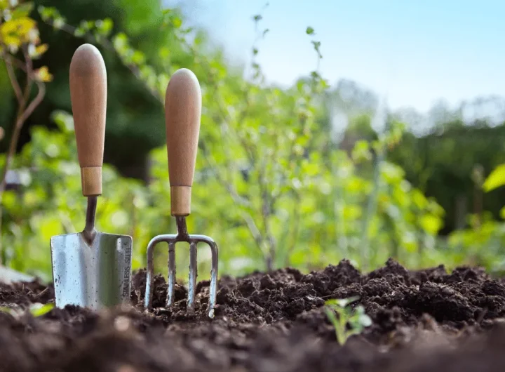 Savjeti za Početnike u Vrtlarstvu