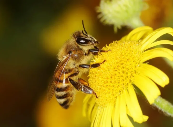 Zašto su Pčele Važne i Kako ih Zaštititi