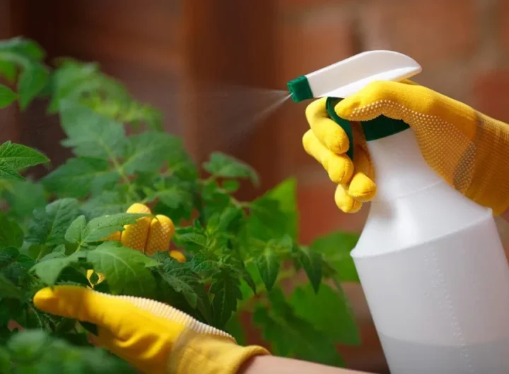 Kako Zaštititi Biljke Bez Štetnih Kemikalija