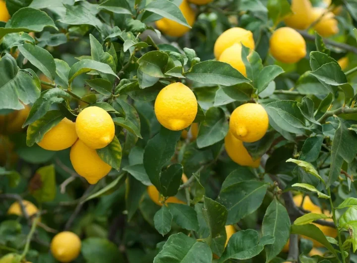 Vodič za uzgoj limuna, uključujući najbolje vrste za uzgoj