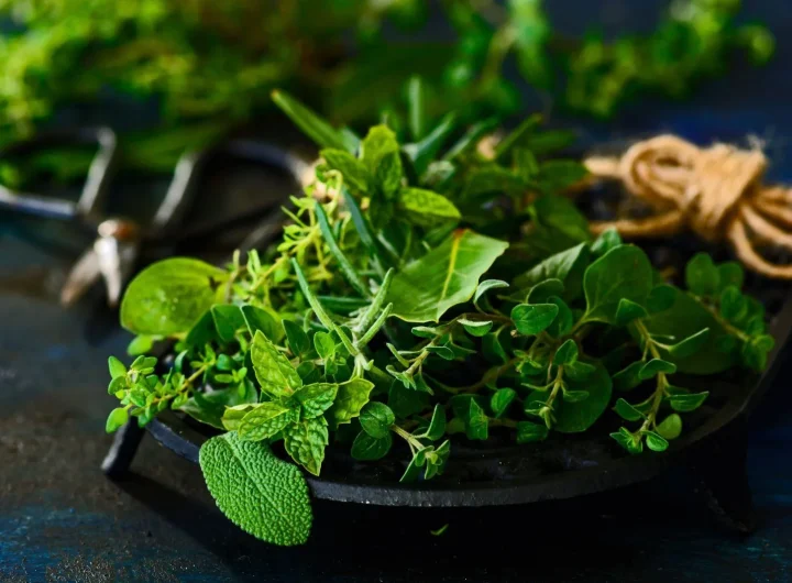 Popis Biljaka Koje Imaju Ljekovita Svojstva i Kako ih Koristiti