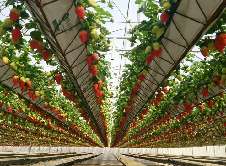 Razlika Između Hidroponskog i Tradicionalnog Uzgoja Povrća