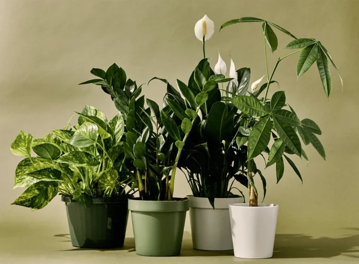 Koje Biljke Najbolje Uklanjaju Toksine iz Prostora