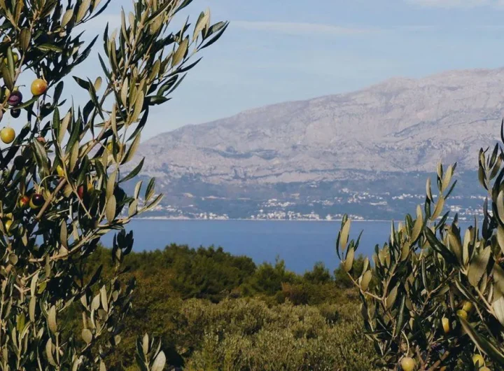 Oblica: Tradicionalna Hrvatska Sorta Masline