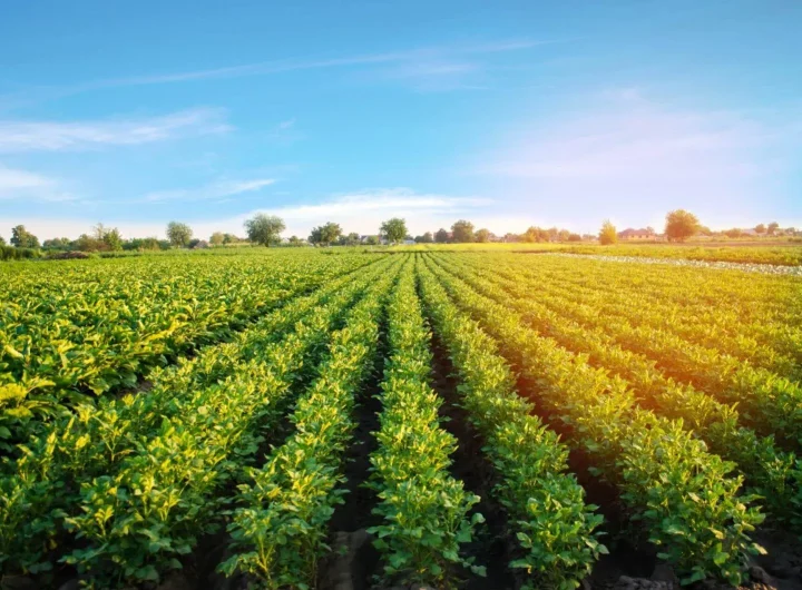 Ekološka Sadnja Povrća: Osnove za Početnike u Održivom Vrtlarstvu