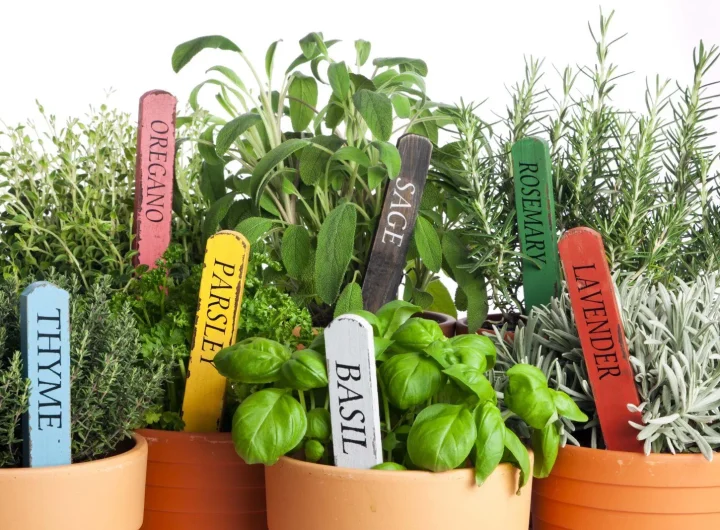 Ljekovito Bilje Koje Možete Uzgojiti u Svom Domu