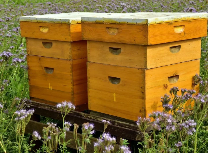 Kako Započeti Mali Pčelinjak