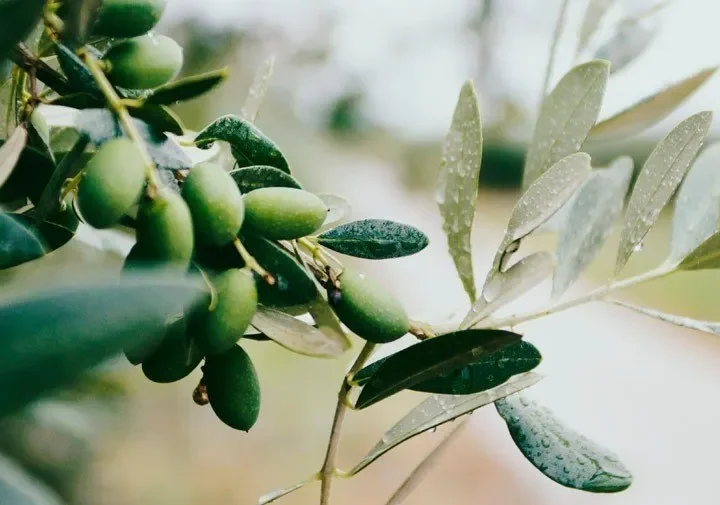 Picual Maslina: Sve što Trebate Znati