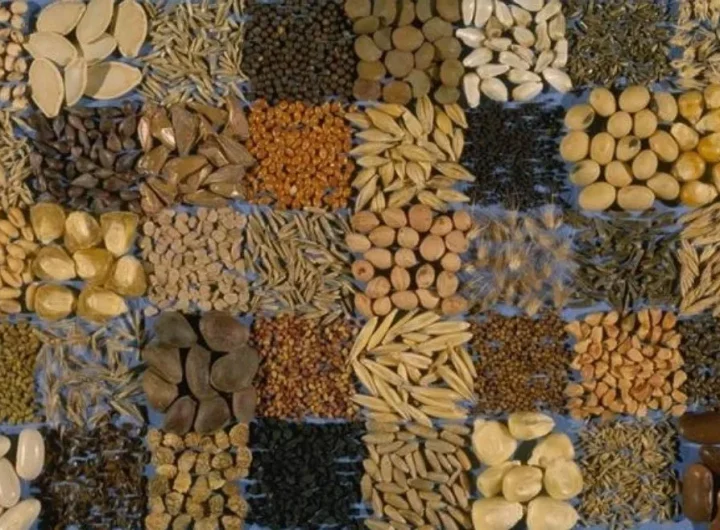 Kako Pravilno Sačuvati Sjemenje za Iduću Sezonu