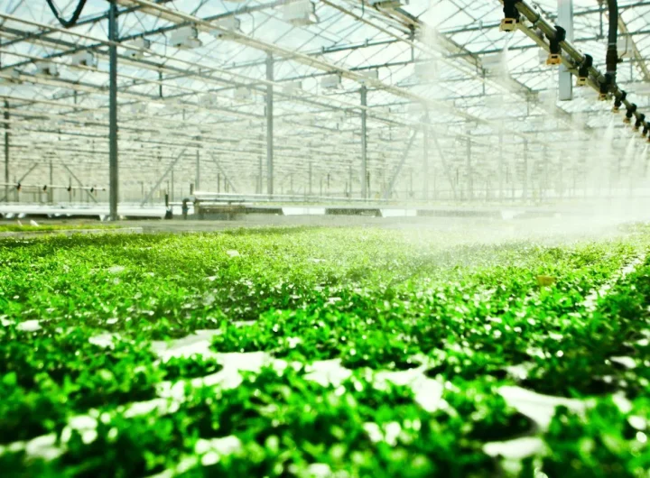 Pametni Vrtovi: Kako Tehnologija Mijenja Način Uzgoja Hrane Kod Kuće