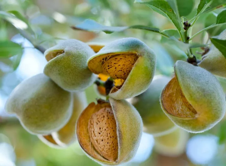 Uzgoj i Upotreba Badema