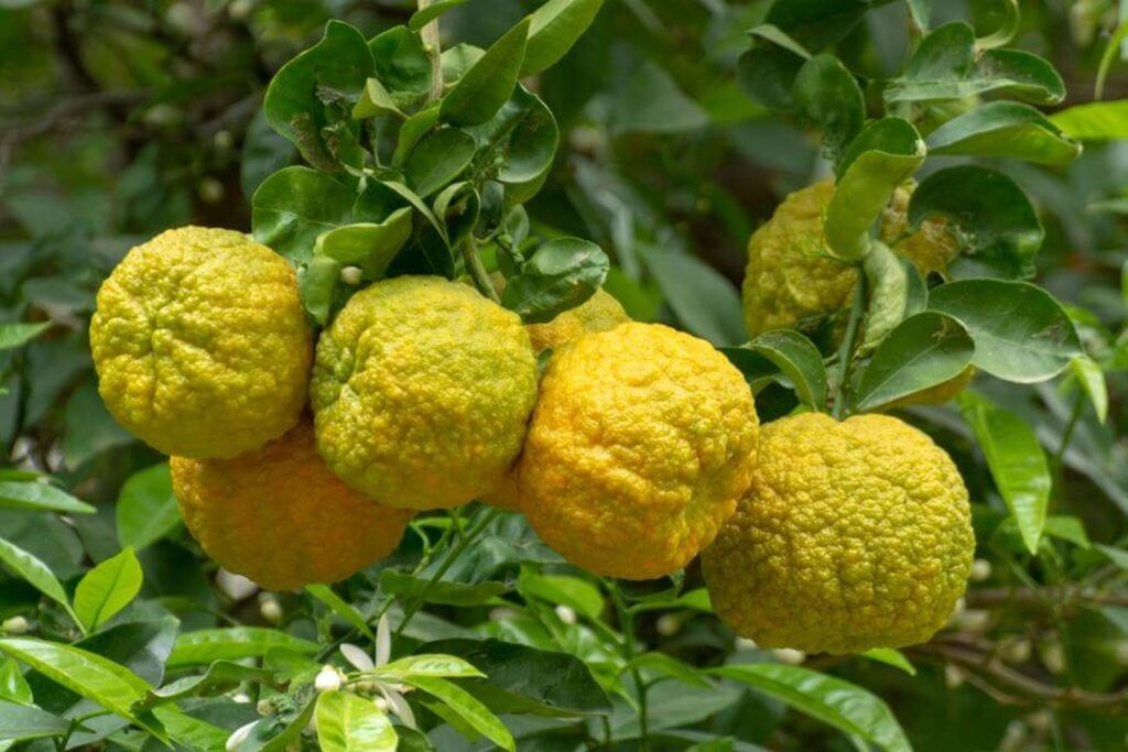 Citrus Bergamot i Njegov Ekstrakt: Ljekovita Svojstva i Upotreba