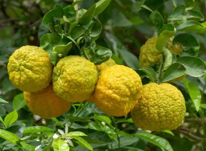 Citrus Bergamot i Njegov Ekstrakt: Ljekovita Svojstva i Upotreba