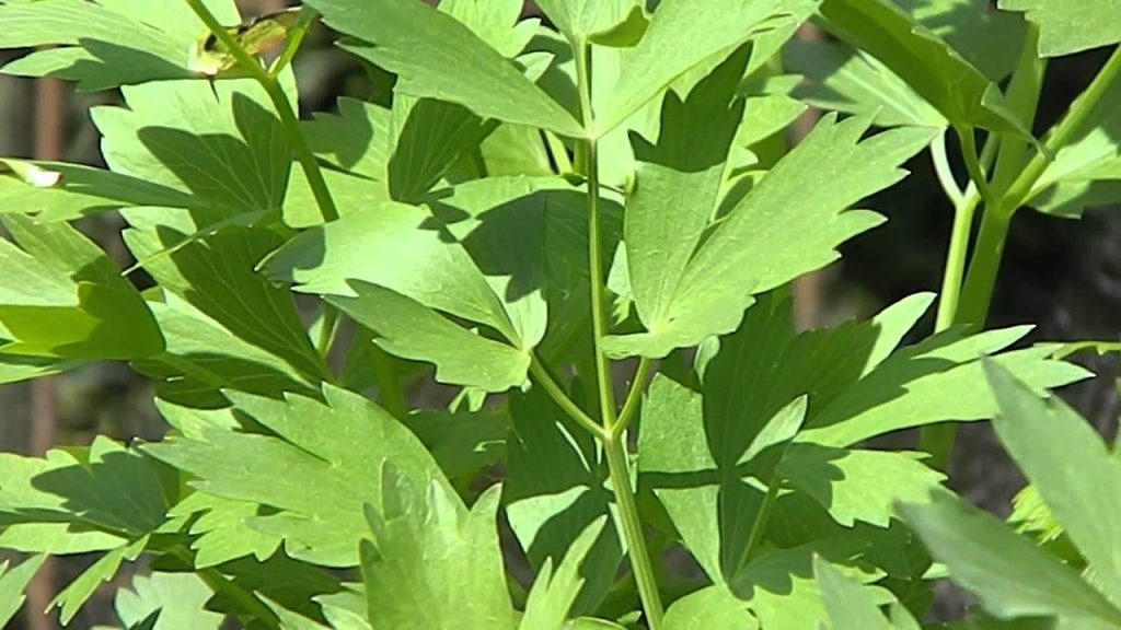 Ljupčac – Ljekovita Biljka i Tajni Sastojak Vegete