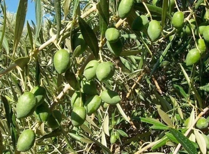 Sve Što Trebate Znati o Picual Maslini