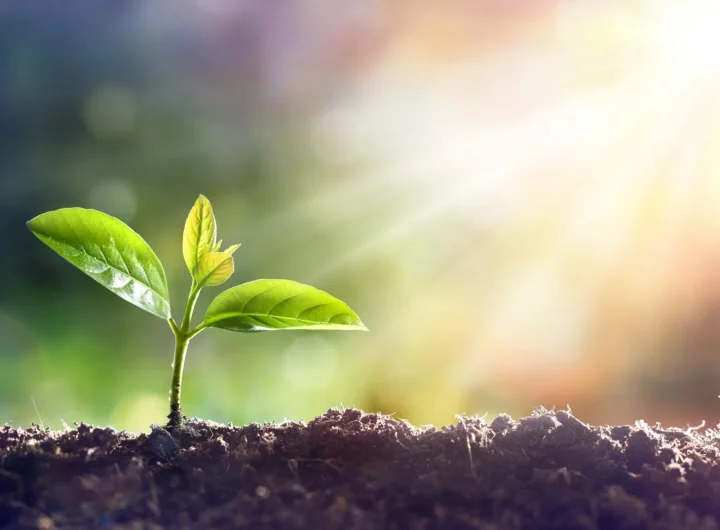 Održivi Uzgoj Biljaka i Smanjenje Otpada