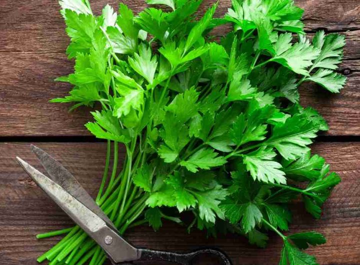Nutritivne Vrijednosti Celera i Peršina
