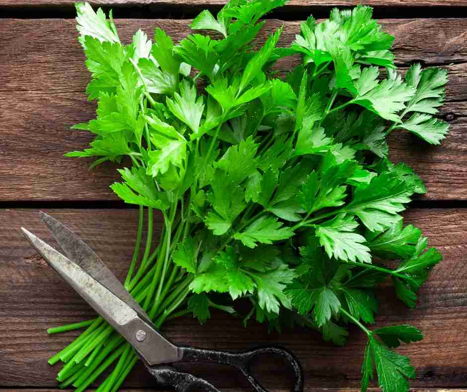 Nutritivne Vrijednosti Celera i Peršina