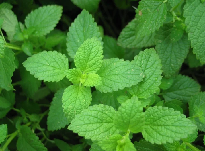 Iznenađujuće Zdravstvene Blagodati Paprene Metvice