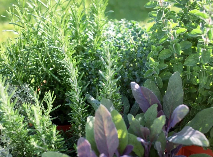 Uzgoj Začinskog Bilja Bez Upotrebe Kemikalija i Pesticida