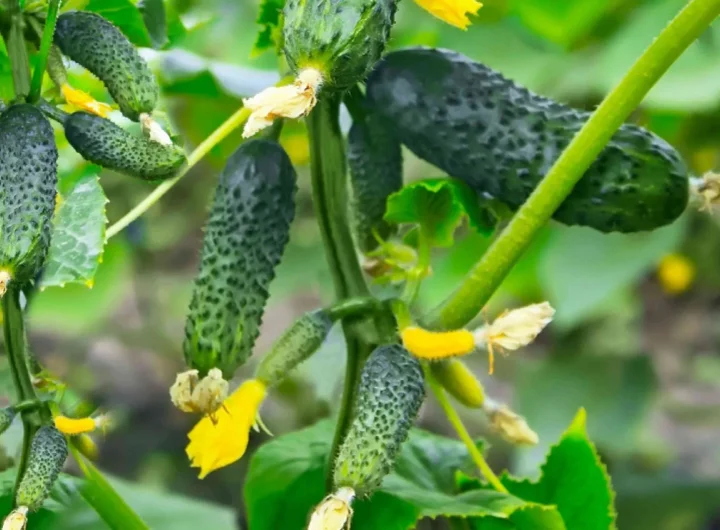 Kornišoni: Sorte i Uzgoj te Kiseljenje i Konzerviranje