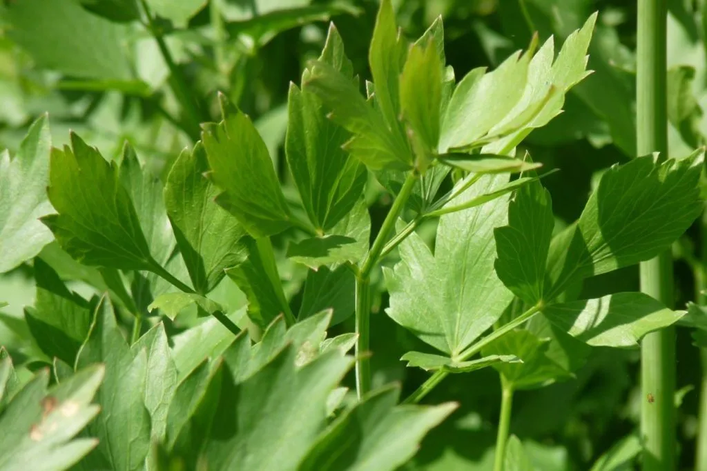 Ljupčac – Biljka Vegeta ili Maggi: Ljekovita Povijest